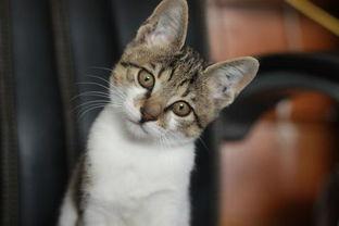 娱乐吃瓜小猫咪视频,揭秘小猫咪的娱乐世界